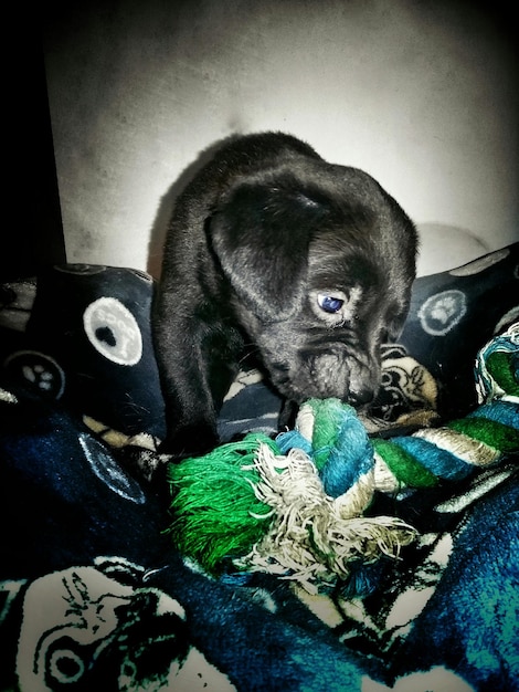 Foto close-up de um cachorro mordendo corda em casa