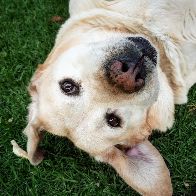 Foto close-up de um cachorro no campo