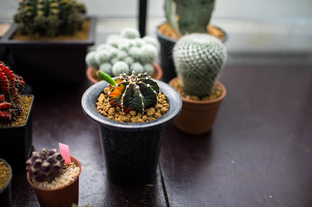 Close-up de um cactus em vaso na mesa