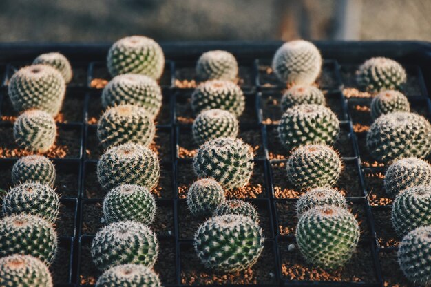 Foto close-up de um cactus