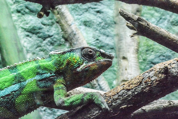 Close-up de um camaleão verde em uma árvore