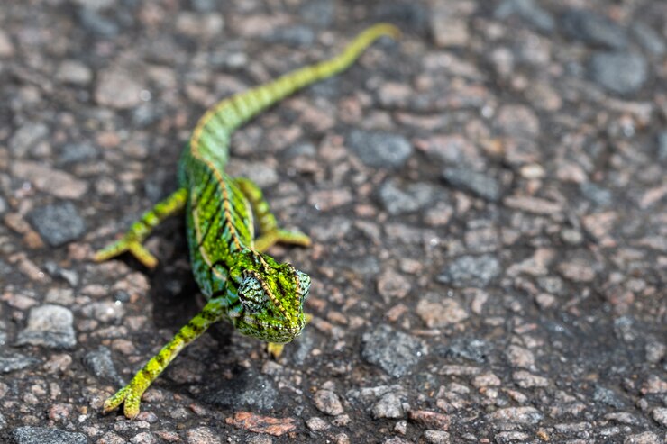 Foto close up de um camaleão verde na rua