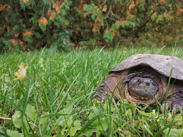 Foto close-up de um campo de grama