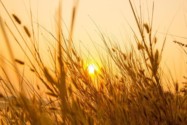 Foto close-up de um campo de trigo contra o céu durante o pôr-do-sol