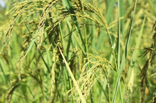 Close-up de um campo de trigo