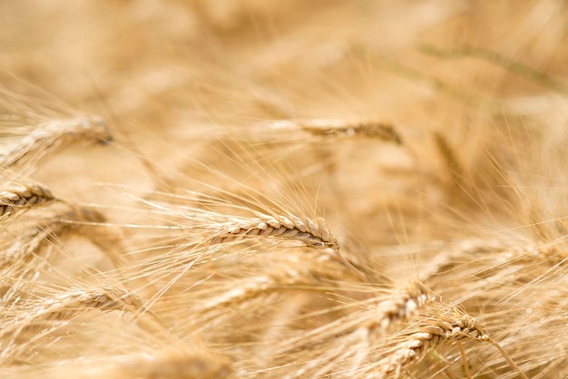 Close-up de um campo de trigo