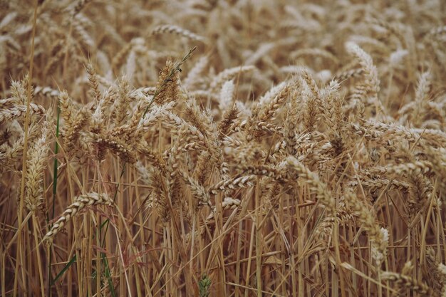 Foto close-up de um campo de trigo