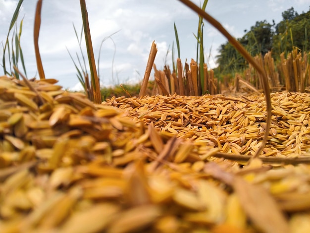 Foto close-up de um campo de trigo