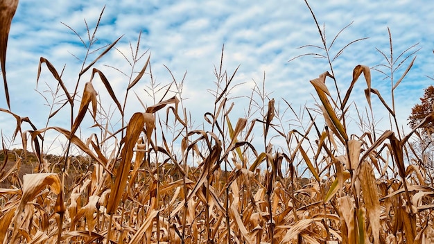 Foto close-up de um campo de trigo