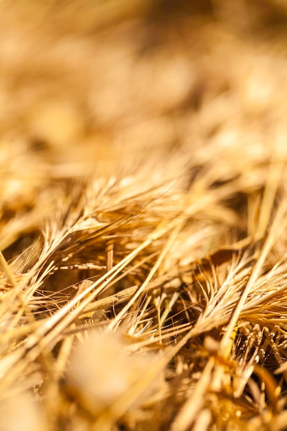 Foto close-up de um campo de trigo