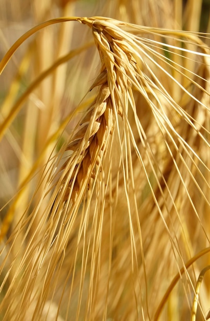 Foto close-up de um campo de trigo