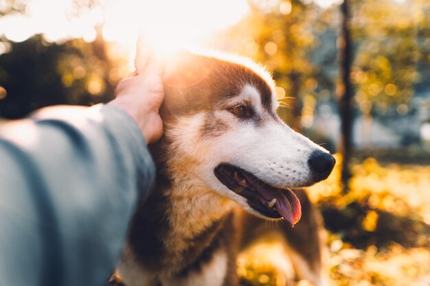 Foto close-up de um cão a acariciar a mão