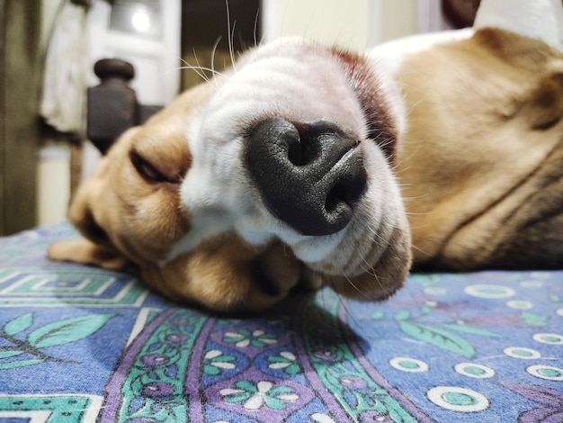 Foto close-up de um cão a dormir em casa