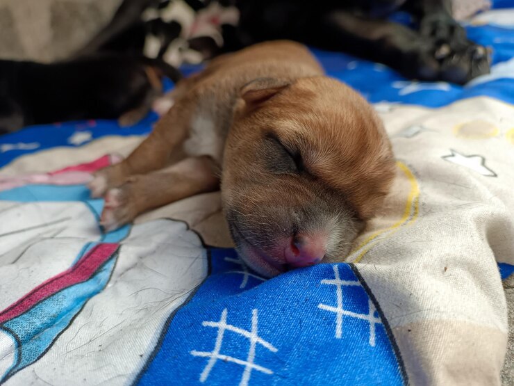 Foto close-up de um cão a dormir na cama