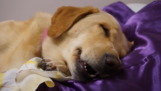 Foto close-up de um cão a dormir na cama