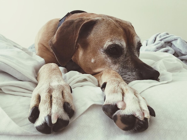 Foto close-up de um cão a dormir na cama