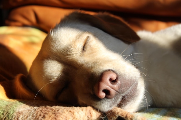 Foto close-up de um cão a dormir