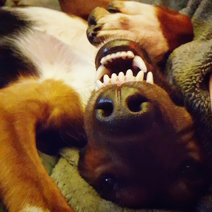 Foto close-up de um cão a dormir