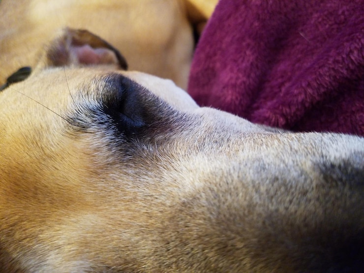 Foto close-up de um cão a dormir