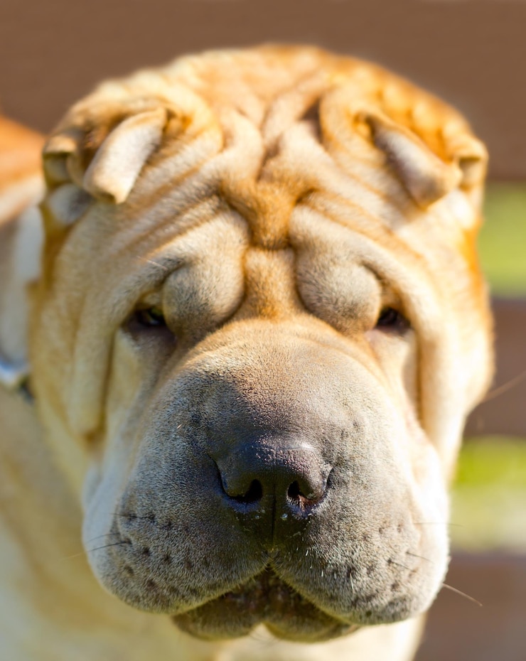 Foto close-up de um cão a dormir