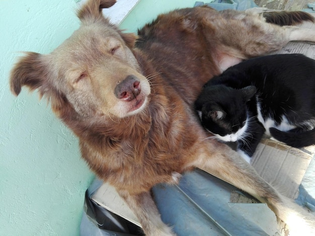 Close-up de um cão abraçando um gato