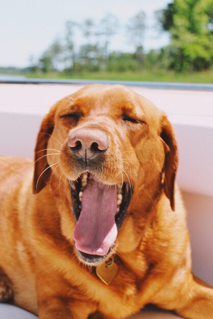 Foto close-up de um cão bocejando