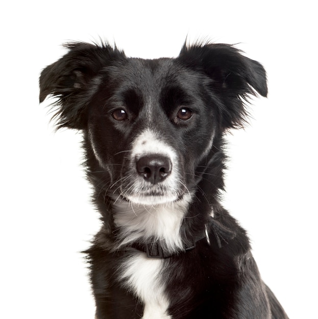 Close-up de um cão Border Collie