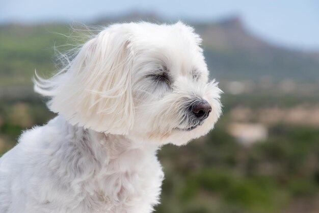 Foto close-up de um cão branco