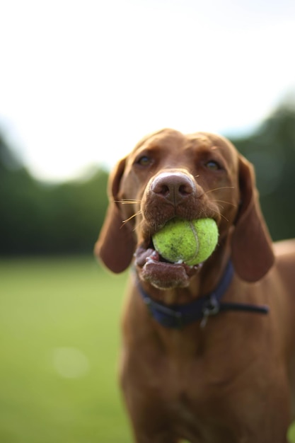 Foto close-up de um cão carregando uma bola