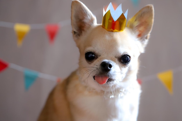 Close-up de um cão chihuahua