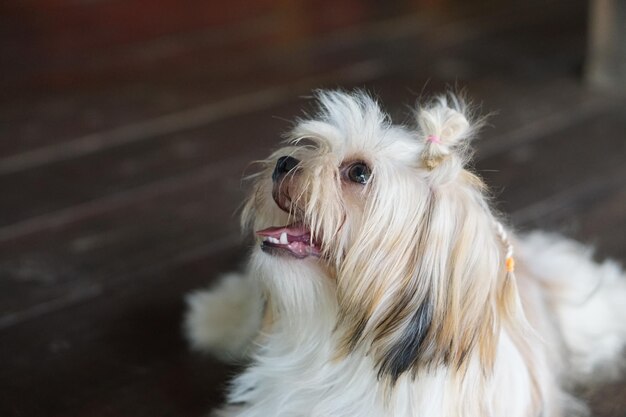Close-up de um cão com a língua para fora