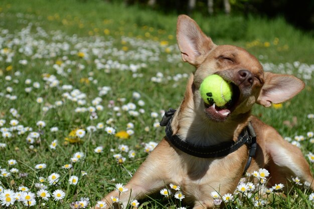 Close-up de um cão com uma bola na grama