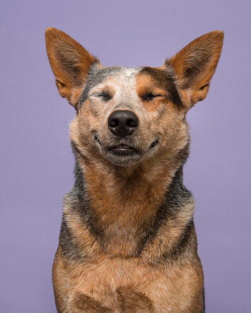 Close-up de um cão contra fundo azul