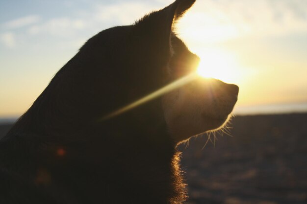 Foto close-up de um cão contra o céu durante o pôr-do-sol