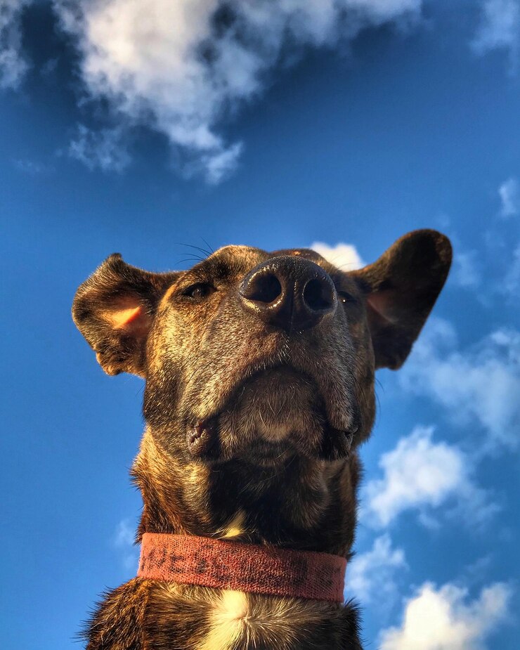 Foto close-up de um cão contra o céu