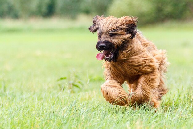 Foto close-up de um cão correndo em um campo gramado