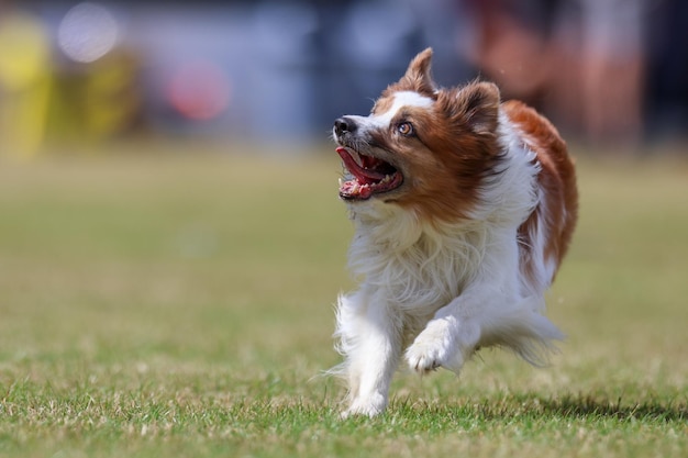 Close-up de um cão correndo em um campo gramado
