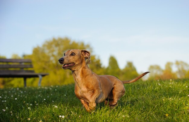 Foto close-up de um cão correndo sobre um campo de grama