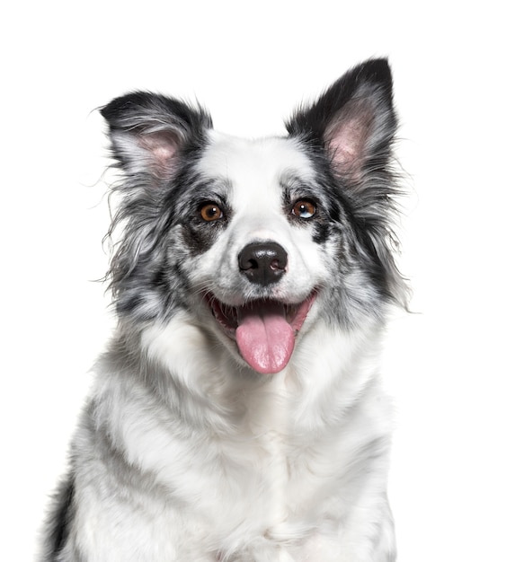 Close-up de um cão de Border Collie ofegante