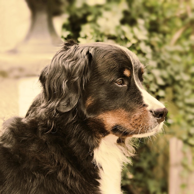 Close-up de um cão de montanha bernese