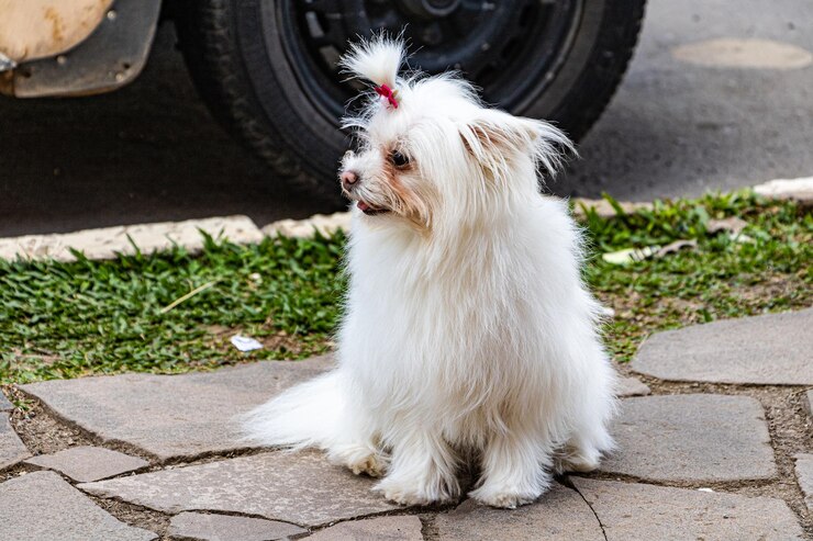 Foto close-up de um cão de pé na calçada