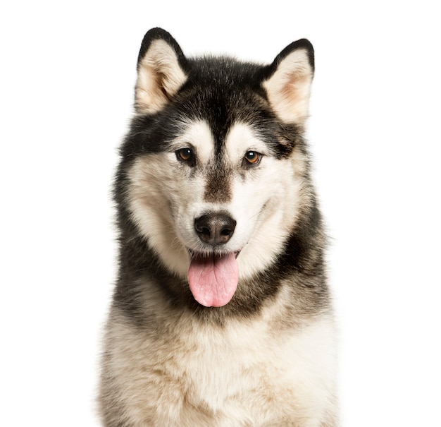 Close-up de um cão de raça misturada ofegante