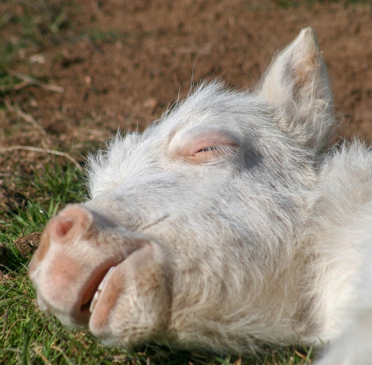 Foto close-up de um cão deitado em terra