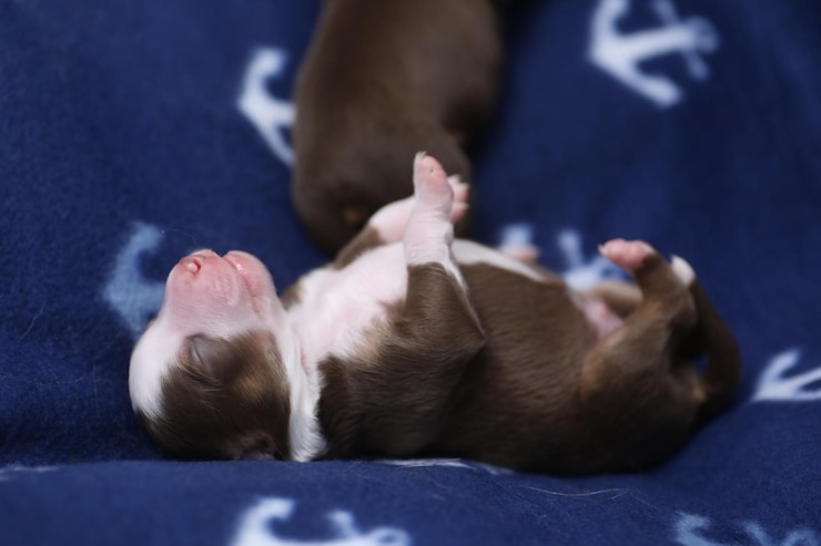 Foto close-up de um cão deitado na cama