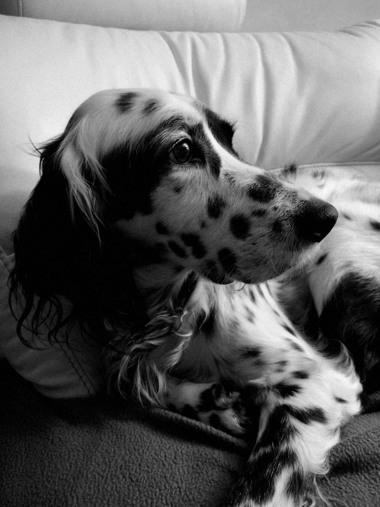 Foto close-up de um cão descansando na cama
