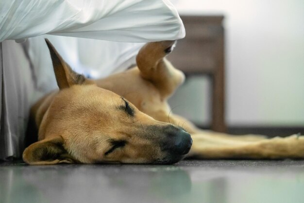 Foto close-up de um cão dormindo em casa