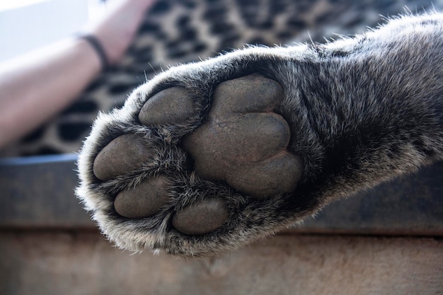 Foto close-up de um cão dormindo na mão