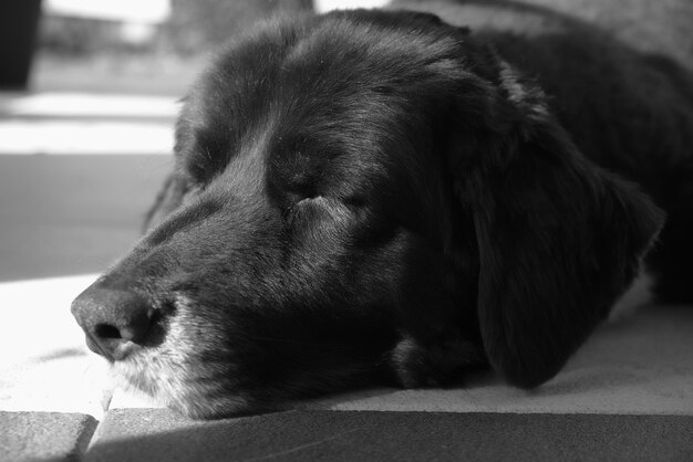 Foto close-up de um cão em repouso