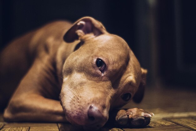 Foto close-up de um cão em repouso