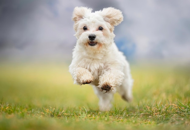 Foto close-up de um cão em um campo gramado